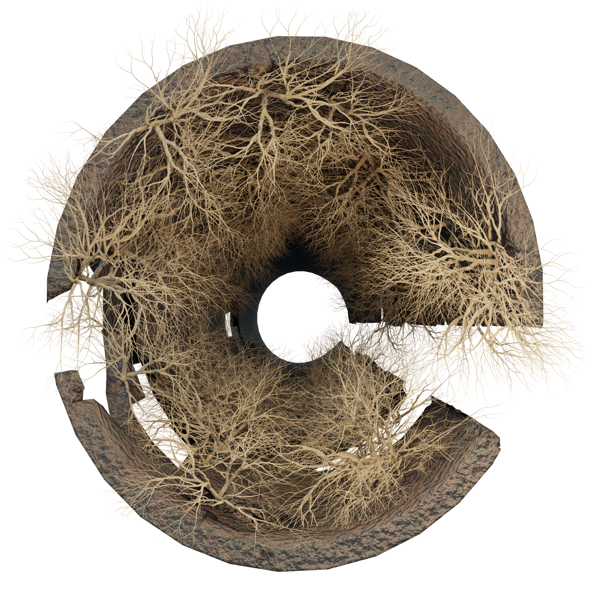 Root Intrusion in Pipes Before Clearing